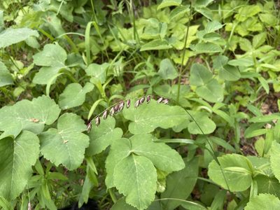 Melica nutans, photographed by Анна Рыбакова