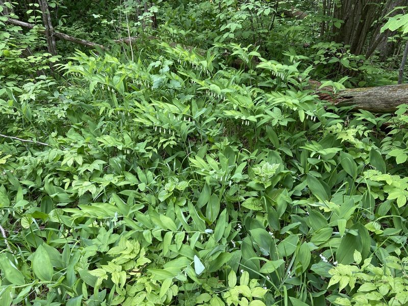 Polygonatum odoratum, photographed by Анна Рыбакова