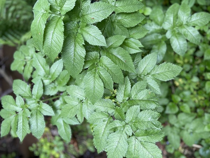 Chaerophyllum aromaticum, photographed by Анна Рыбакова