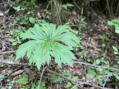 Aconitum septentrionale