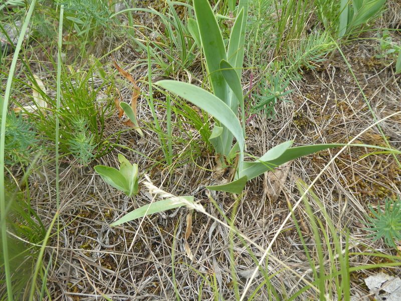 Iris pumila, photographed by Michael Andresek