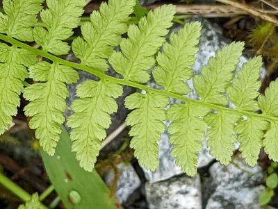 Athyrium filix-femina, photographed by Bryn
