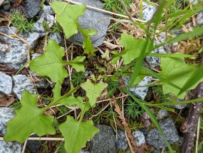 Cicerbita muralis, photographed by Bryn