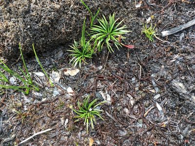 Isoetes jarmaniae, photographed by Miguel de Salas