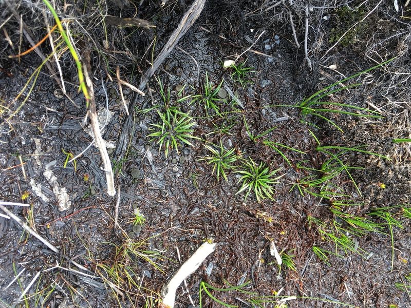 Isoetes jarmaniae, photographed by Miguel de Salas