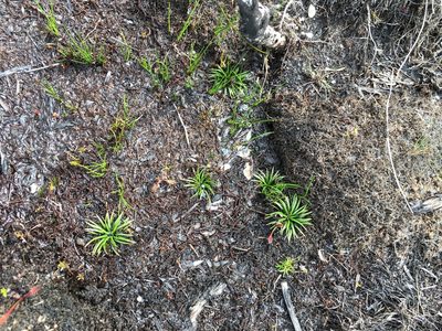 Isoetes jarmaniae, photographed by Miguel de Salas
