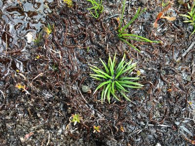 Isoetes jarmaniae, photographed by Miguel de Salas