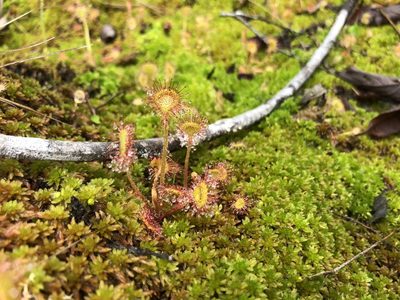 Drosera rotundifolia, photographed by Bridgette Clarkston