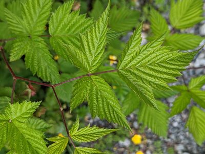 Rubus spectabilis, photographed by Bryn