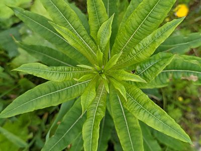 Epilobium angustifolium, photographed by Bryn