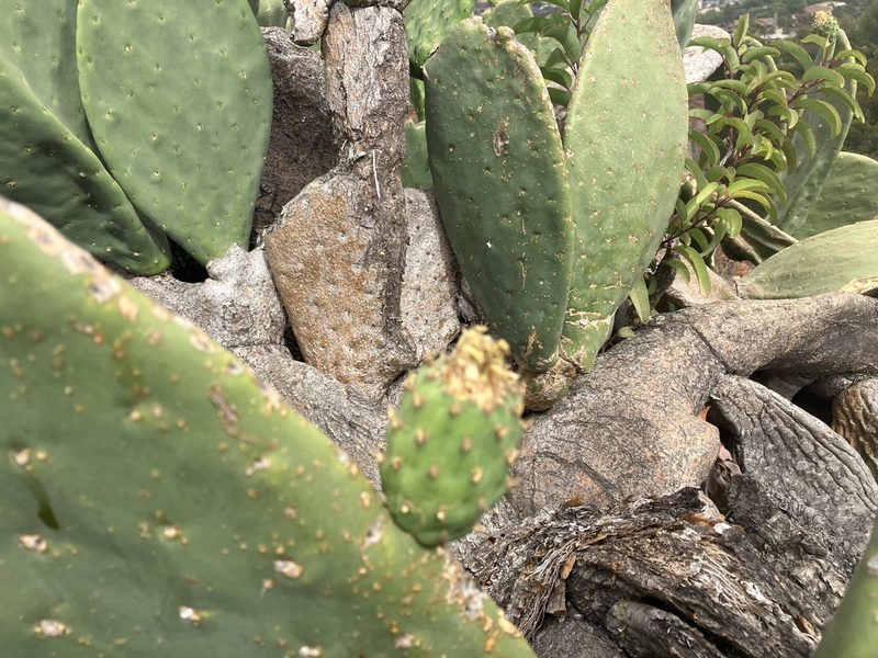 Opuntia ficus-indica, photographed by Jess Mullins