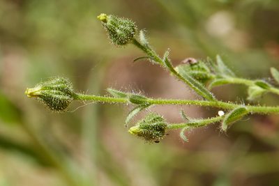 Madia gracilis