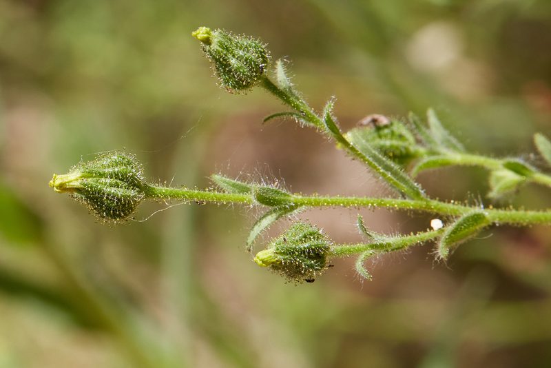 Madia gracilis, photographed by Ken-ichi Ueda