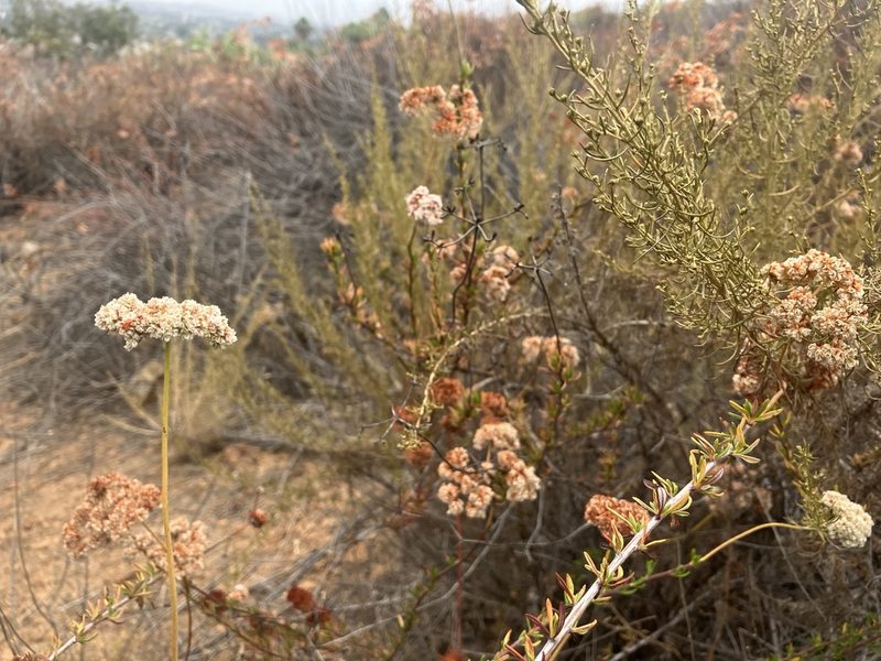Eriogonum fasciculatum, photographed by Jess Mullins