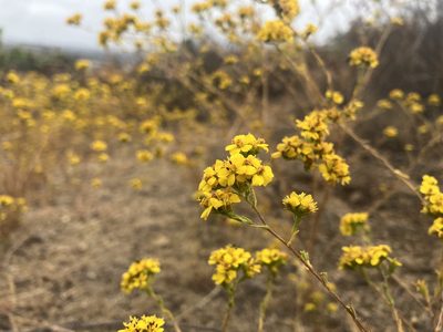 Deinandra fasciculata, photographed by Jess Mullins