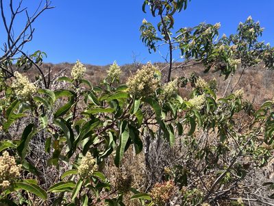 Malosma laurina, photographed by Jess Mullins