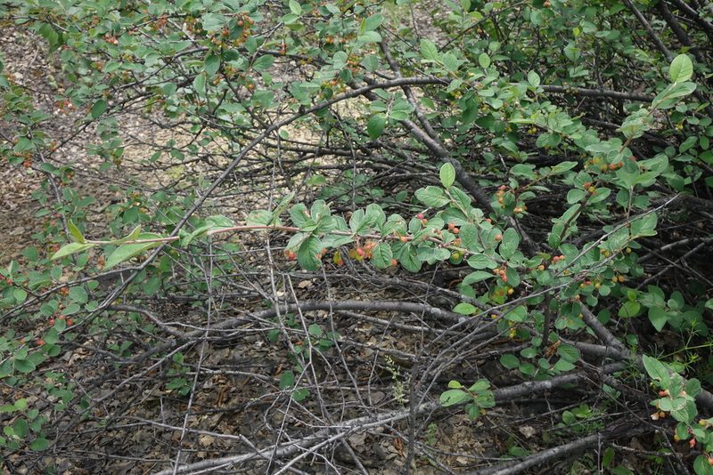 Cotoneaster laxiflorus, photographed by Oleg Kosterin