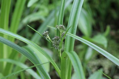 Scirpus sylvaticus, photographed by Владимир Дворкин
