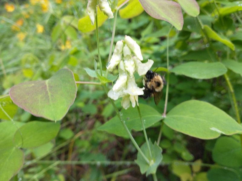 Lathyrus ochroleucus, photographed by Victor Hooper