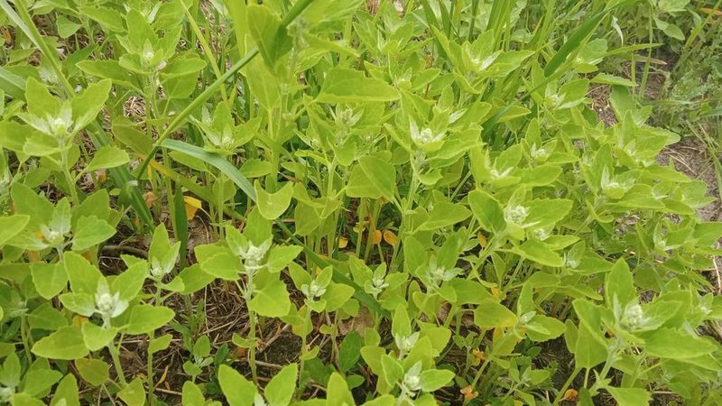 Chenopodium album, photographed by Tatiana Strus