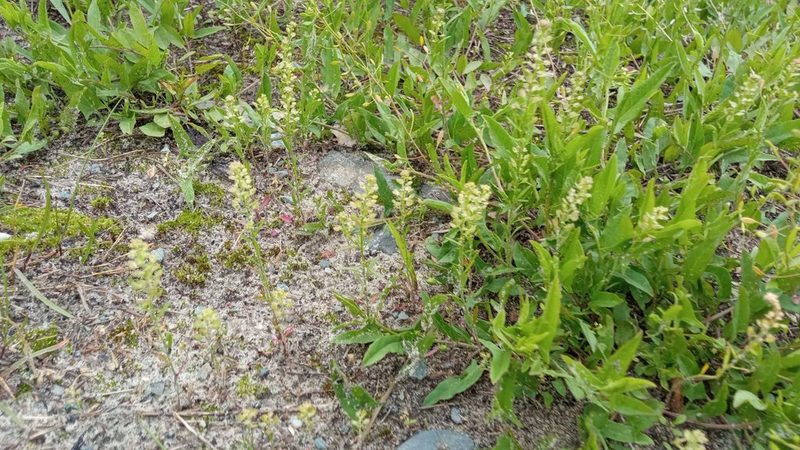 Lepidium densiflorum, photographed by Tatiana Strus