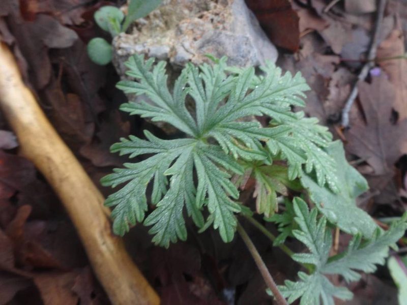 Geranium tuberosum, photographed by Ben Costamagna