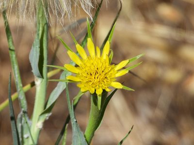 Tragopogon dubius