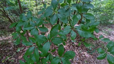 Chionanthus virginicus, photographed by Joseph Aubert