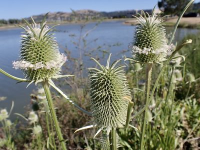 Dipsacus sativus