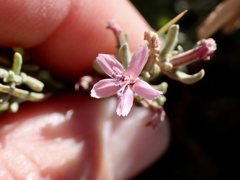 Frankenia salina, photographed by Dutza K.