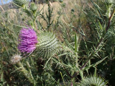 Cirsium vulgare, photographed by Dutza K.