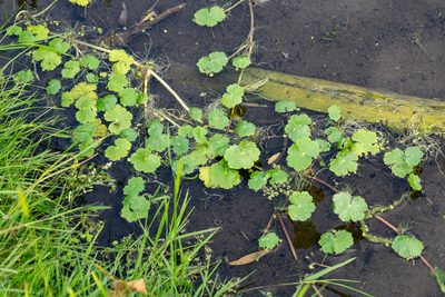 Hydrocotyle ranunculoides, photographed by Andrew Skotnicki