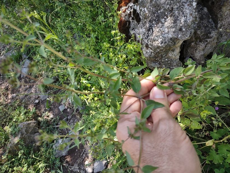 Origanum vulgare, photographed by janapar