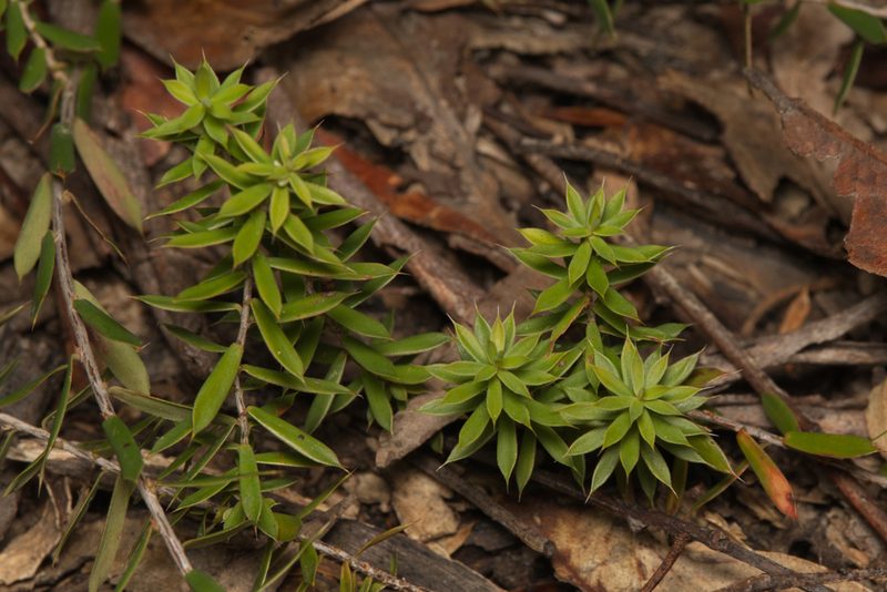 Styphelia sieberi, photographed by Nigel Main