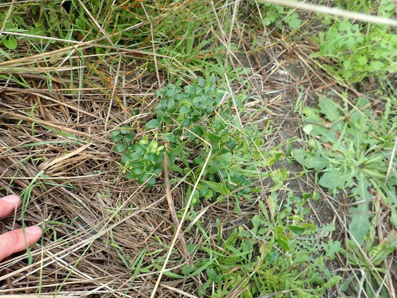Asparagus asparagoides, photographed by Arnim Littek