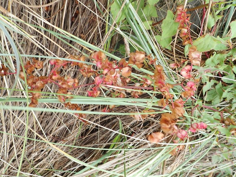 Rumex sagittatus, photographed by Arnim Littek