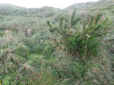Pinus radiata, photographed by Arnim Littek
