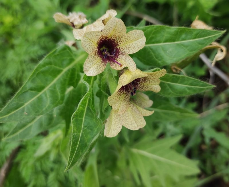 Hyoscyamus niger, photographed by Dmitrii Mostovoi