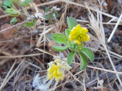 Trifolium campestre, photographed by Rafael Medina