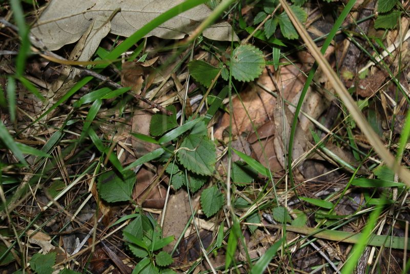 Lantana montevidensis, photographed by Greg Tasney