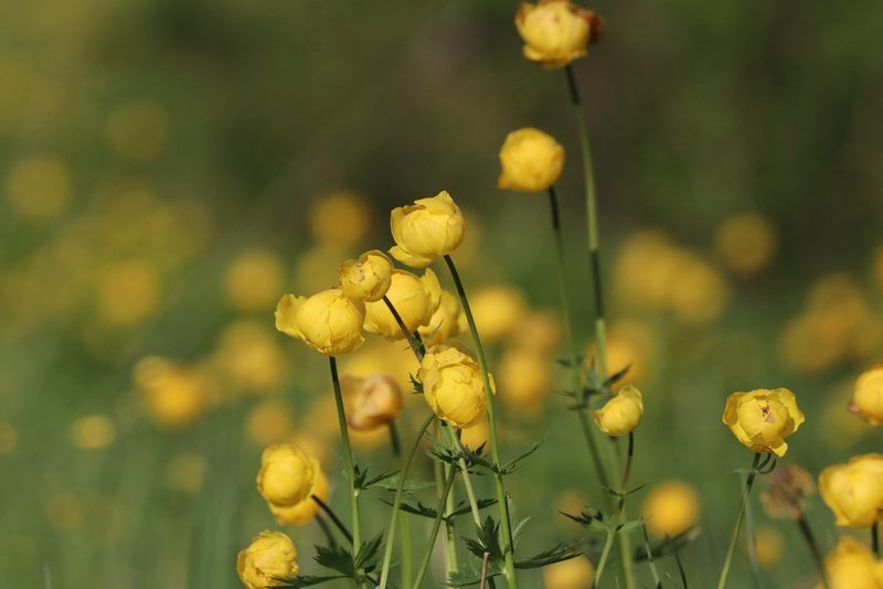 Trollius europaeus, photographed by Константин Селивёрстов