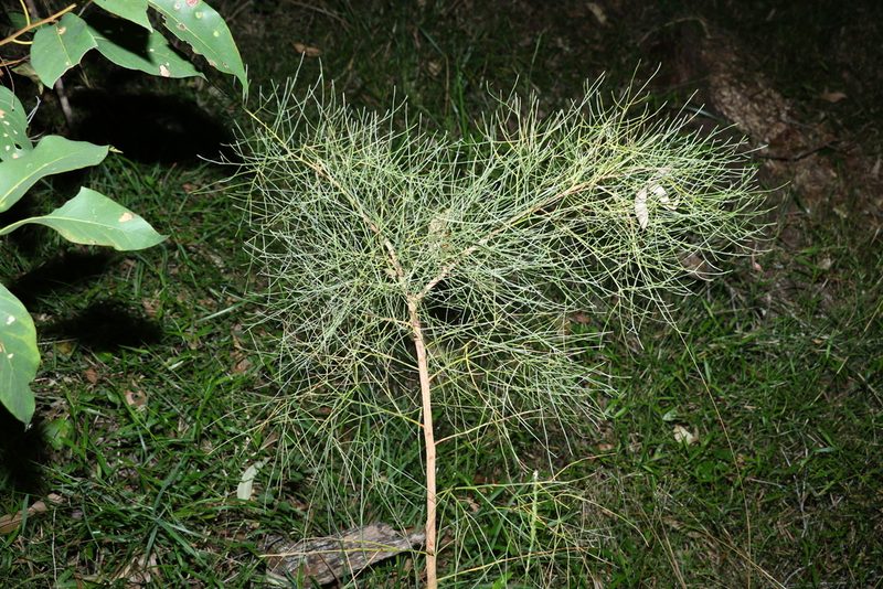 Jacksonia scoparia, photographed by Greg Tasney