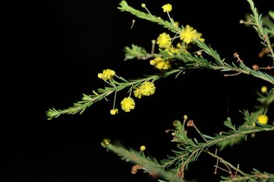 Acacia conferta, photographed by Greg Tasney