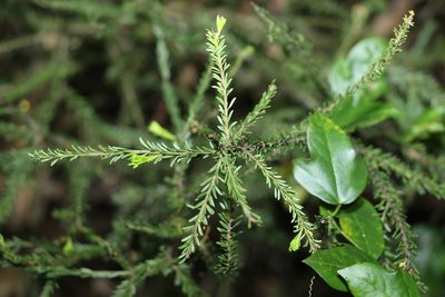 Acacia conferta, photographed by Greg Tasney
