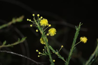 Acacia conferta, photographed by Greg Tasney