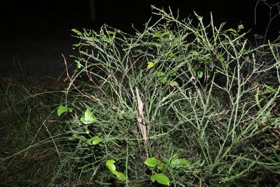 Acacia conferta, photographed by Greg Tasney