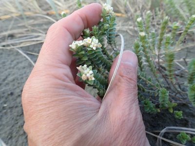 Pimelea villosa, photographed by Arnim Littek