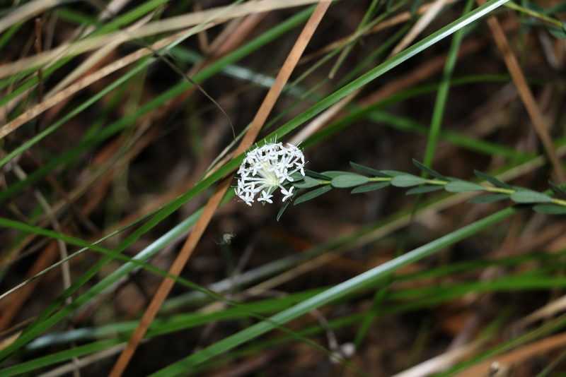 Pimelea linifolia, photographed by Greg Tasney