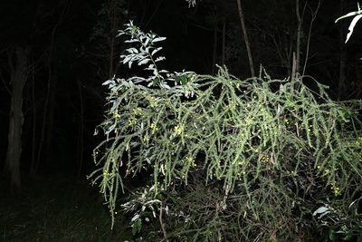 Acacia conferta, photographed by Greg Tasney
