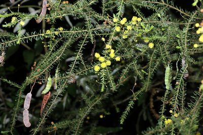 Acacia conferta